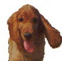 Avatar de Usuario